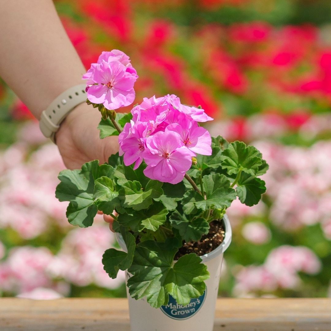 Geranium – Tango Lavender – 4.5″ Pot